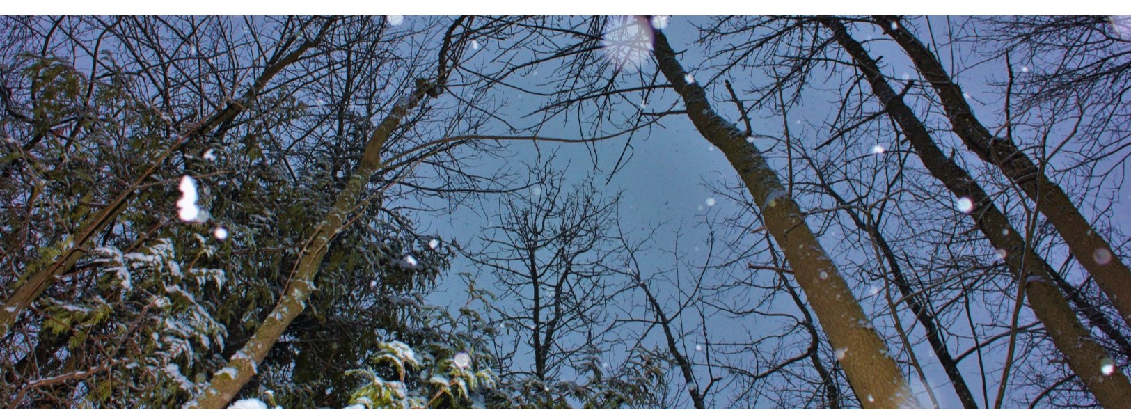 Snowshoe Marsh by Moonlight